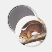Richardson's Columbian Squirrel Illustratie Magneet (Voorkant / Achterkant)