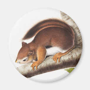 Richardson's Columbian Squirrel Illustratie Magneet