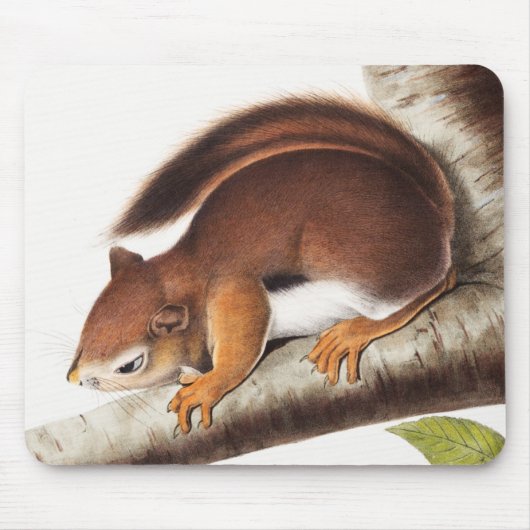 Richardson's Columbian Squirrel Illustratie Muismat (Voorkant)