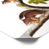 Richardson's Columbian Squirrel Illustratie Poster (Hoek)