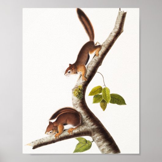 Richardson's Columbian Squirrel Illustratie Poster (Voorkant)