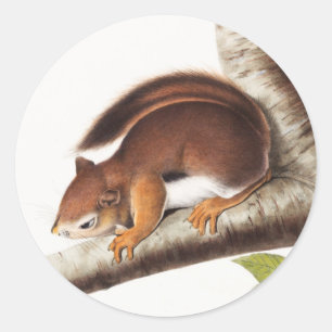 Richardson's Columbian Squirrel Illustratie Ronde Sticker