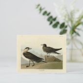 Richardson's jager van de Amerikaanse vogels van A Briefkaart (Staand voorkant)