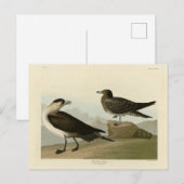 Richardson's jager van de Amerikaanse vogels van A Briefkaart (Voorkant / Achterkant)
