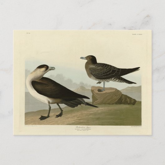 Richardson's jager van de Amerikaanse vogels van A Briefkaart (Voorkant)