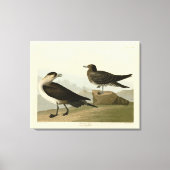 Richardson's jager van de Amerikaanse vogels van A Canvas Afdruk (Voorkant)