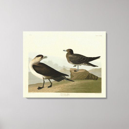 Richardson's jager van de Amerikaanse vogels van A Canvas Afdruk (Voorkant)