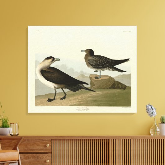 Richardson's jager van de Amerikaanse vogels van A Canvas Afdruk (Insitu (Woonkamer))