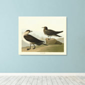 Richardson's jager van de Amerikaanse vogels van A Canvas Afdruk (Insitu (Houten vloer))