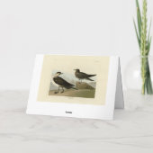 Richardson's jager van de Amerikaanse vogels van A Kaart (Achterkant)