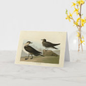 Richardson's jager van de Amerikaanse vogels van A Kaart (Gele Bloem)