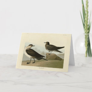 Richardson's jager van de Amerikaanse vogels van A Kaart