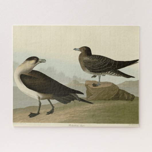 Richardson's jager van de Amerikaanse vogels van A Legpuzzel (Horizontaal)