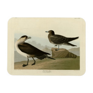 Richardson's jager van de Amerikaanse vogels van A Magneet