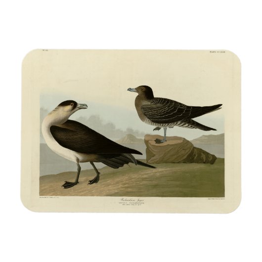Richardson's jager van de Amerikaanse vogels van A Magneet (Horizontaal)