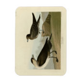 Richardson's jager van de Amerikaanse vogels van A Magneet (Verticaal)