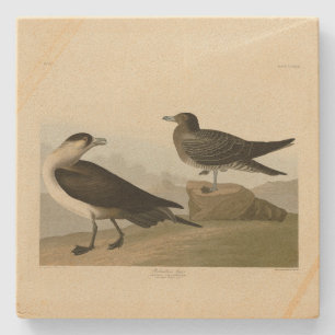 Richardson's jager van de Amerikaanse vogels van A Stenen Onderzetter