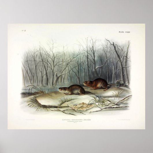 Richardson's Meadow Mouse, Water Vole by Audubon Poster (Voorkant)