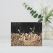 Richmond Park stag, Londen Briefkaart (Staand voorkant)