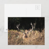 Richmond Park stag, Londen Briefkaart (Voorkant / Achterkant)