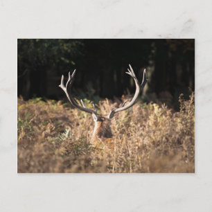 Richmond Park stag, Londen Briefkaart