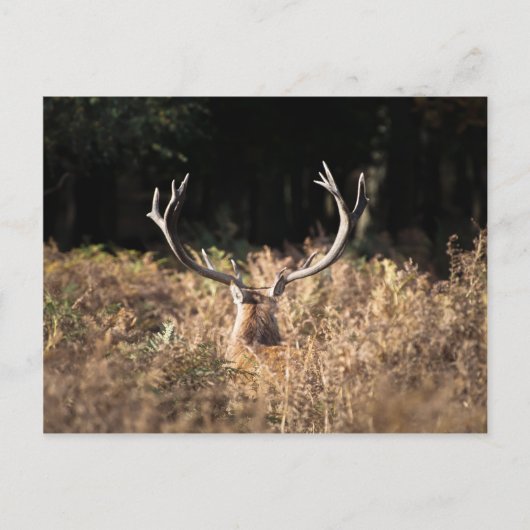 Richmond Park stag, Londen Briefkaart (Voorkant)