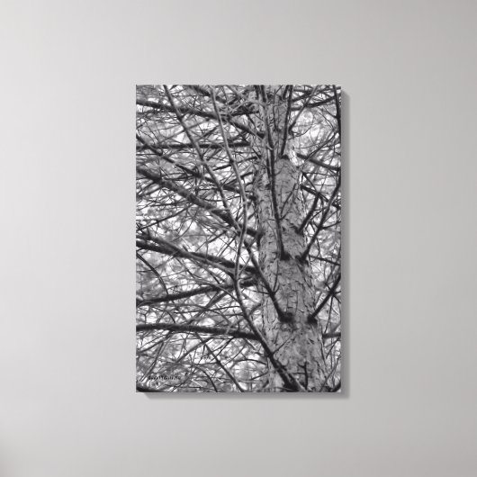 Richting van dennenbomen canvas afdruk (Voorkant)