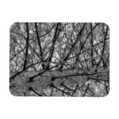 Richting van takken van een pijnboom in zwart-wit magneet (Horizontaal)