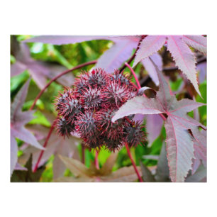 Ricinus communis foto afdruk