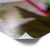 Ricinus communis foto afdruk (Hoek)