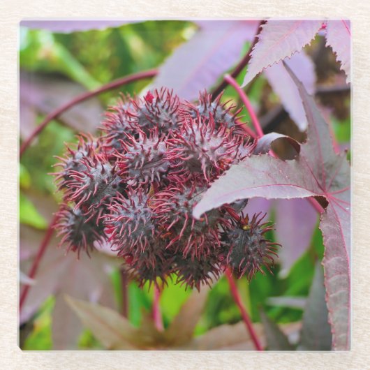 Ricinus communis glazen onderzetter (Voorkant)