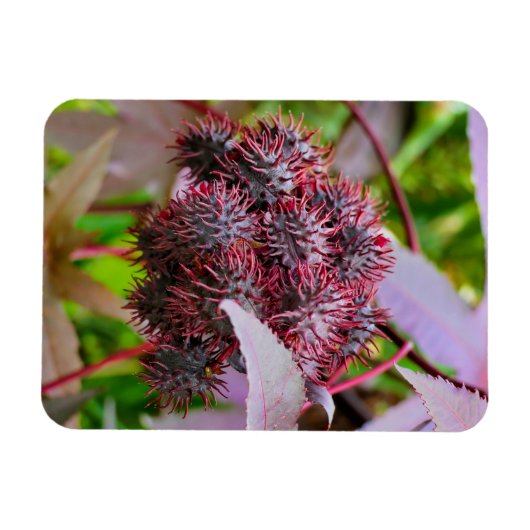 Ricinus communis magneet (Horizontaal)