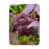 Ricinus communis magneet (Verticaal)
