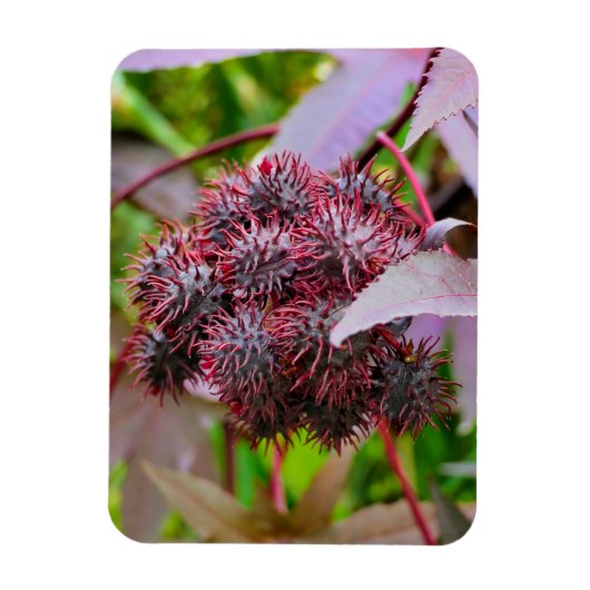 Ricinus communis magneet (Verticaal)