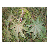 Ricinus communis plant foto afdruk (Voorkant)