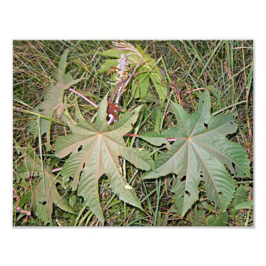 Ricinus communis plant foto afdruk (Voorkant)