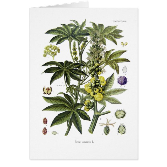 Ricinus communis (Plant van Ricinusolie) (Voorkant)