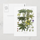 Ricinus communis (Plant van Ricinusolie) Briefkaart (Voorkant / Achterkant)