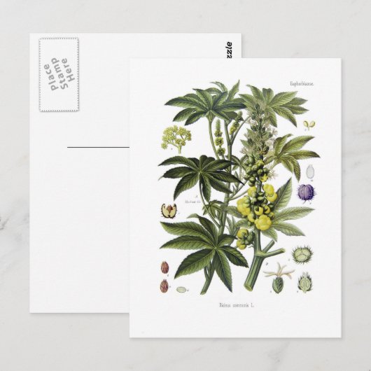 Ricinus communis (Plant van Ricinusolie) Briefkaart (Voorkant / Achterkant)