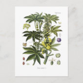 Ricinus communis (Plant van Ricinusolie) Briefkaart (Voorkant)
