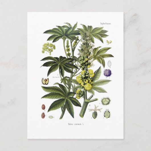 Ricinus communis (Plant van Ricinusolie) Briefkaart (Voorkant)