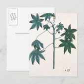 Ricinusolie plant, c.1801-4 briefkaart (Voorkant / Achterkant)