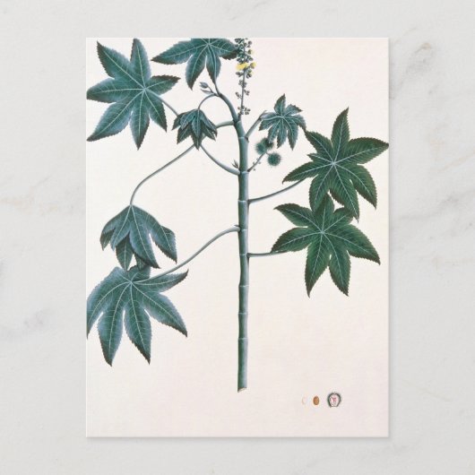 Ricinusolie plant, c.1801-4 briefkaart (Voorkant)