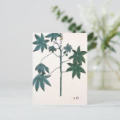 Ricinusolie plant, c.1801-4 briefkaart (Staand voorkant)
