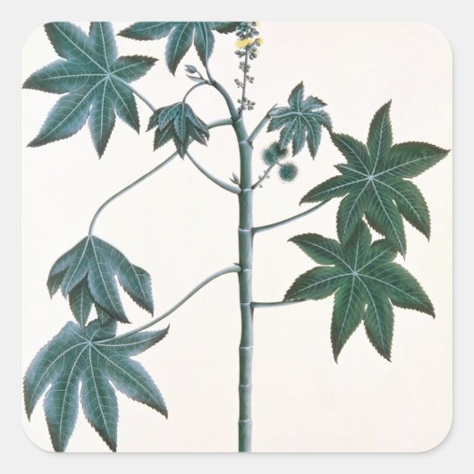Ricinusolie plant, c.1801-4 vierkante sticker (Voorkant)