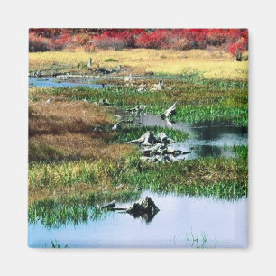 Ricketts Glen State Park Magneet