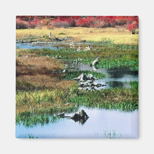 Ricketts Glen State Park Magneet (Voorkant)