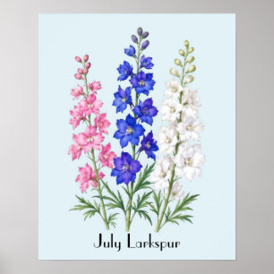Ridderspoor Bloemen in Juli Poster