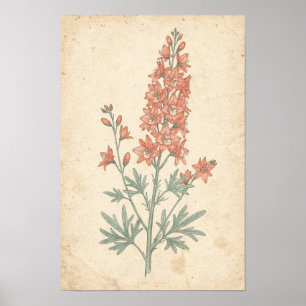 Ridderspoor botanische print   Bloemaren studie