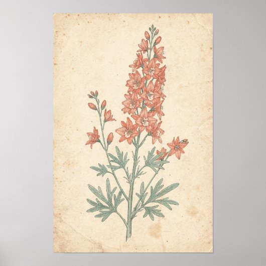 Ridderspoor botanische print | Bloemaren studie (Voorkant)